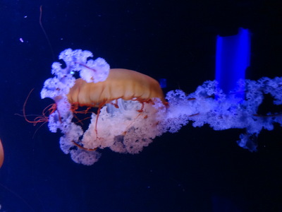 golden jellyfish