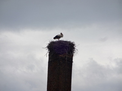 stork