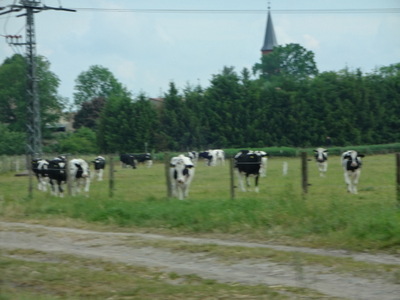 cows