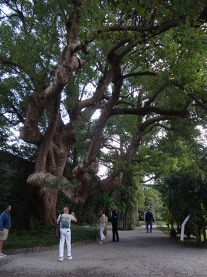 camphor tree