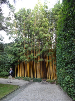 bamboo