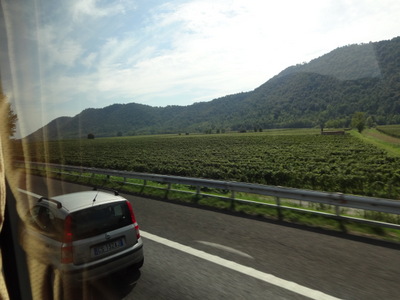 vineyards